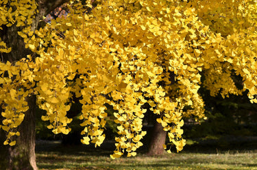 10 GINKGO BILOBA Maidenhair Tree Yellow Fall Orange